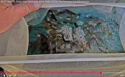 Image links to video about safe and legal method for transporting live minnwos in Minnesota